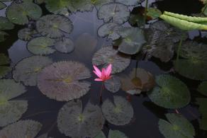 洪湖