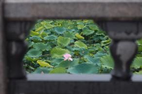 洪湖