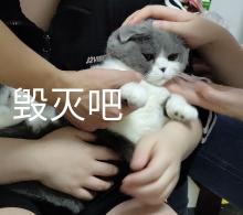 表情包