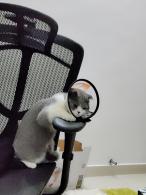 表情包