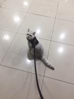 表情包