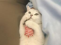 表情包