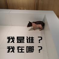 表情包