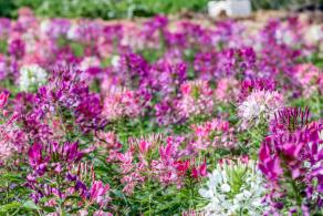 美丽乡村百花节