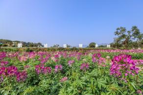 美丽乡村百花节