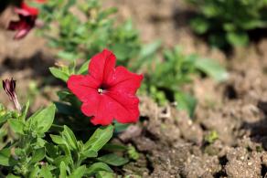 美丽乡村百花节