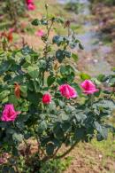 美丽乡村百花节