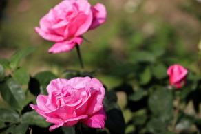 美丽乡村百花节