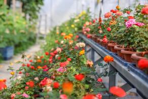 美丽乡村百花节