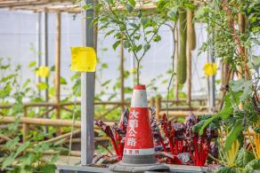 美丽乡村百花节