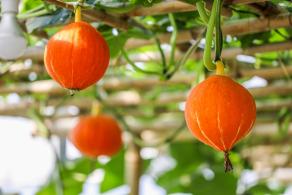美丽乡村百花节