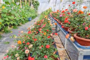 美丽乡村百花节