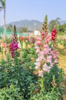 美丽乡村百花节