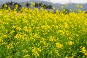 美丽乡村百花节