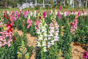 美丽乡村百花节