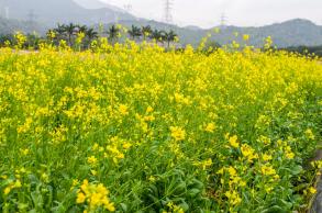 美丽乡村百花节