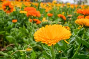 美丽乡村百花节