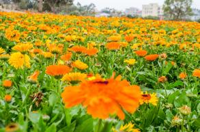 美丽乡村百花节