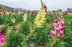 美丽乡村百花节