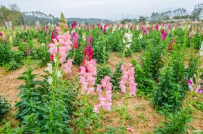 美丽乡村百花节