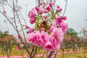美丽乡村百花节