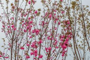 美丽乡村百花节
