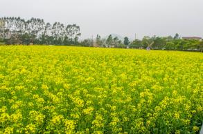 美丽乡村百花节