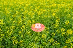美丽乡村百花节