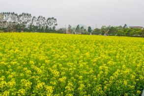 美丽乡村百花节