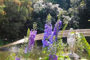 仙湖花展