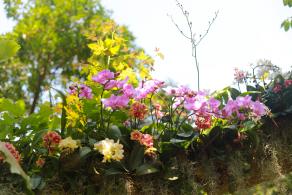 仙湖花展