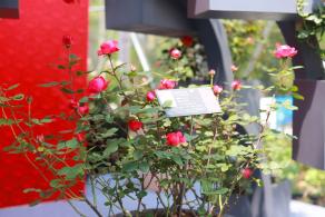 仙湖花展