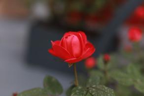 仙湖花展