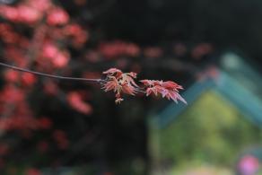 仙湖花展