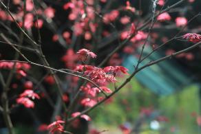 仙湖花展