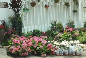 仙湖花展