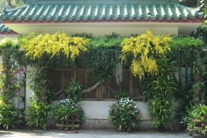 仙湖花展