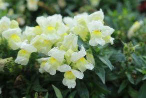 仙湖花展
