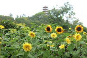 仙湖花展