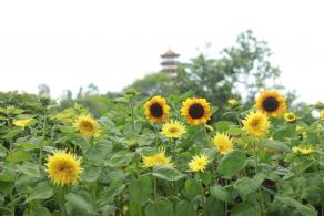 仙湖花展