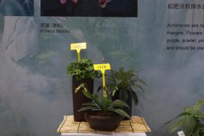 仙湖花展