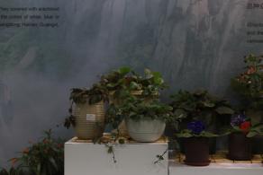 仙湖花展