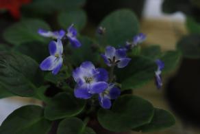 仙湖花展