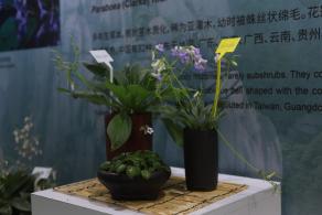仙湖花展