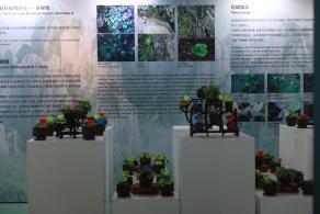 仙湖花展
