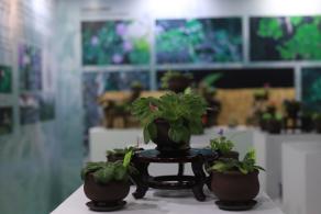 仙湖花展