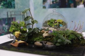 仙湖花展