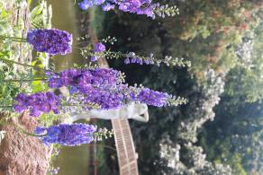 仙湖花展