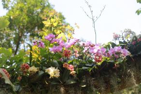 仙湖花展
