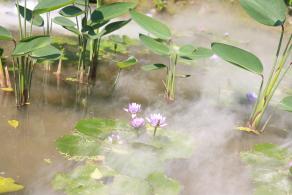 仙湖花展